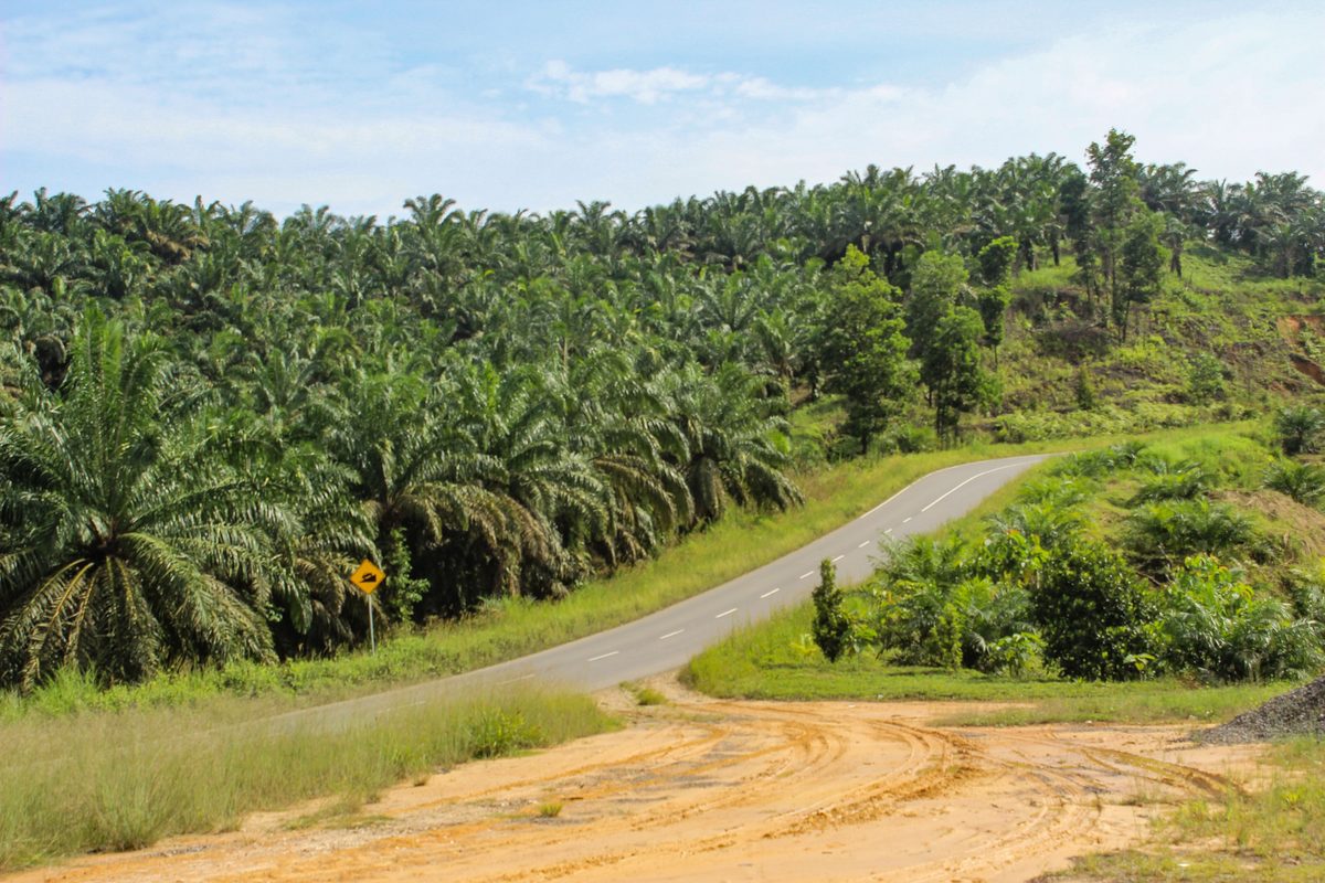 Palm oil plantation